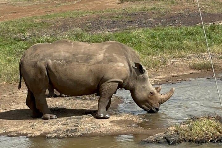 Nairobi National Park and Giraffe Center Daily Tours.