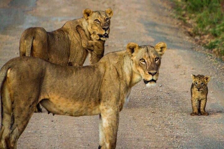 Nairobi National Park and Giraffe Center Daily Tours.
