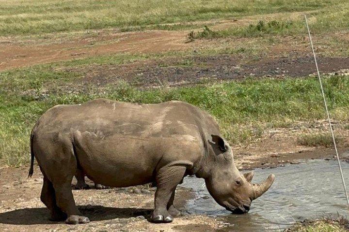 Nairobi National Park and Giraffe Center Daily Tours.