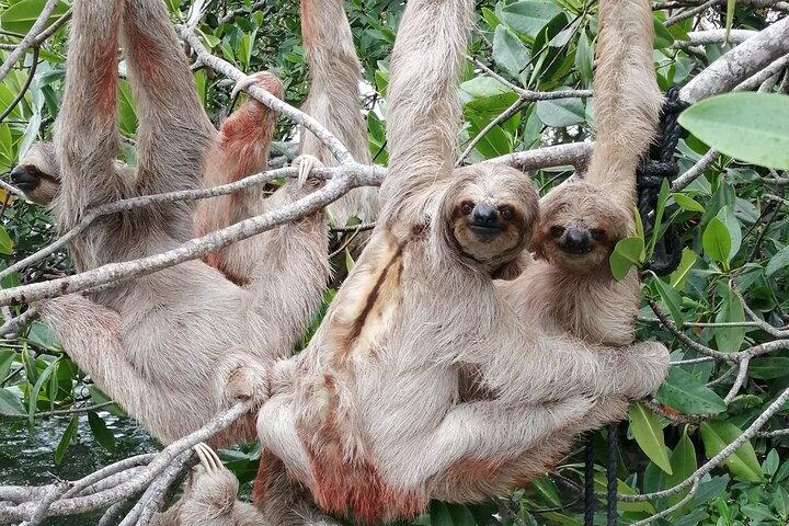 Roatan: Privat anpassad rundtur med förare och guide