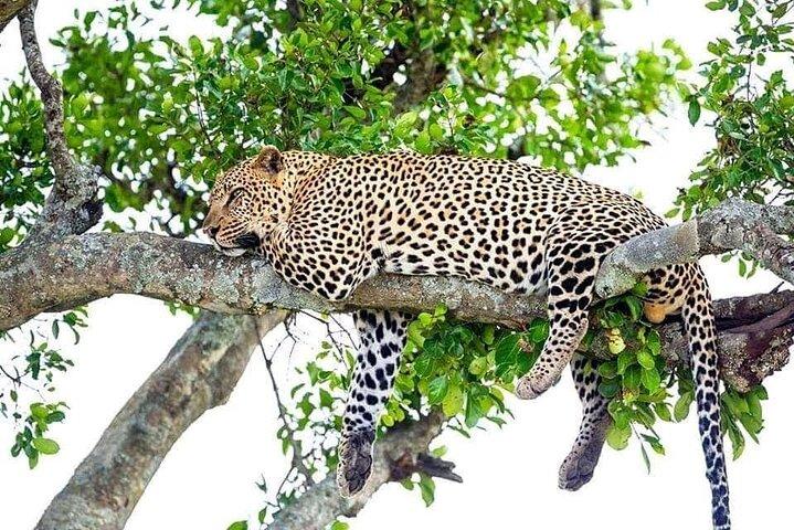4 dages Akagera Wildlife og Bwindi Gorilla trek