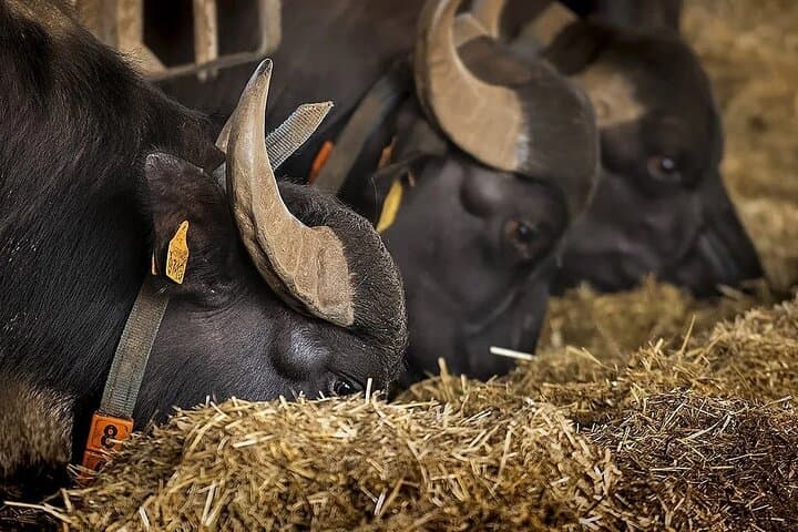 UNESCO Paestum Greek Temples & Buffalo Mozzarella from Naples