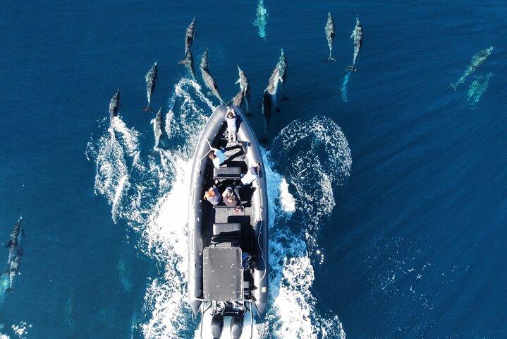 Observation des dauphins et des baleines