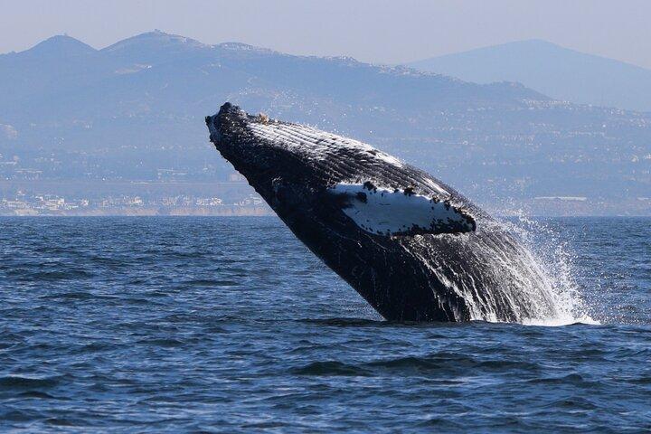 Observation des dauphins et des baleines