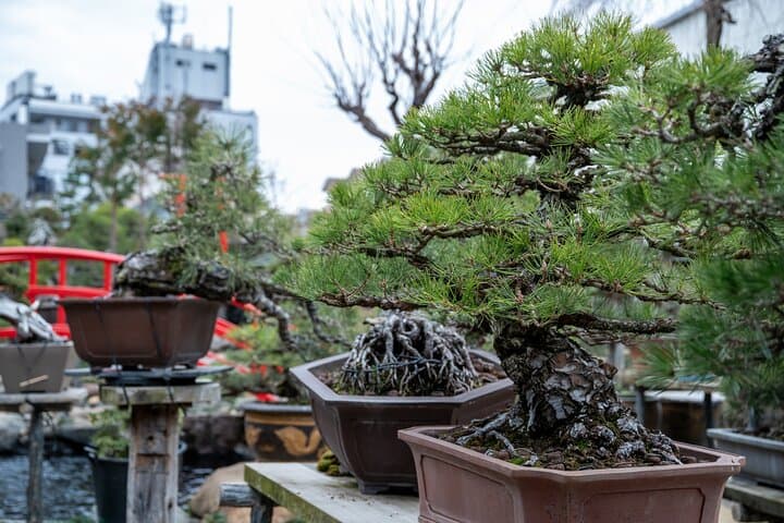 Make Your Own Bonsai with a Professional Bonsai Artist in Tokyo