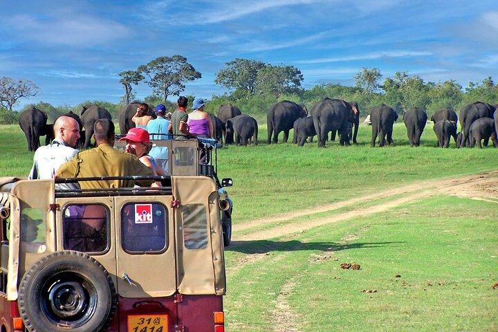 Dagsudflugter til Minneriya National Park Safari fra Colombo
