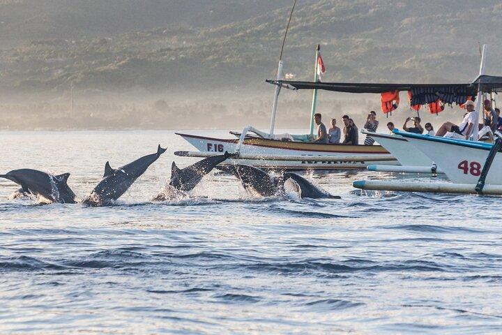 ロビナのイルカウォッチング、水泳、シュノーケリング体験