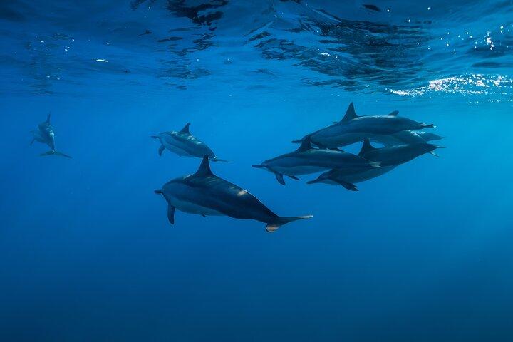 ロビナのイルカウォッチング、水泳、シュノーケリング体験