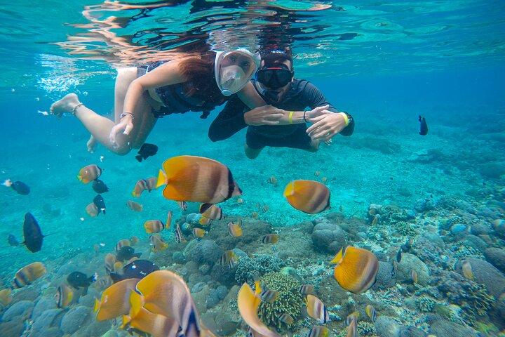 ロビナのイルカウォッチング、水泳、シュノーケリング体験