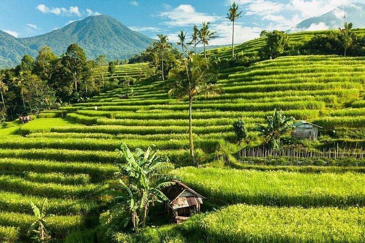 Bali : excursion privée d'une journée au nord de Bali avec transfert