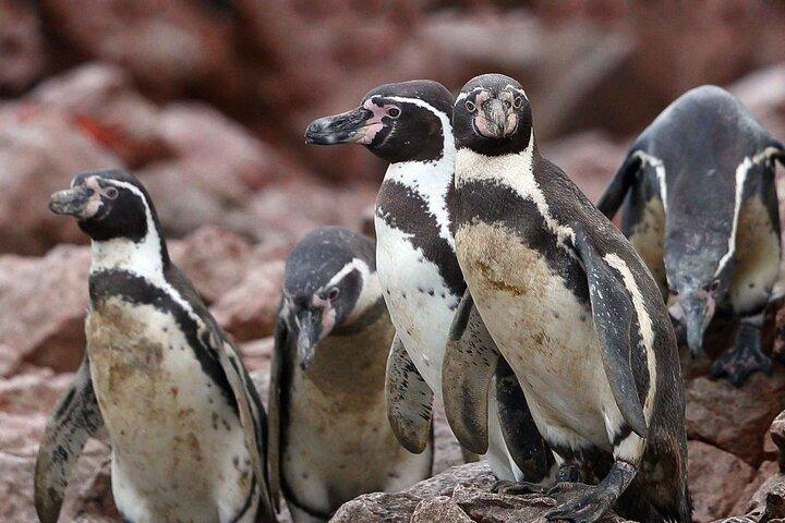 バレスタス島とパラカス保護区を訪れる 1 日ツアー