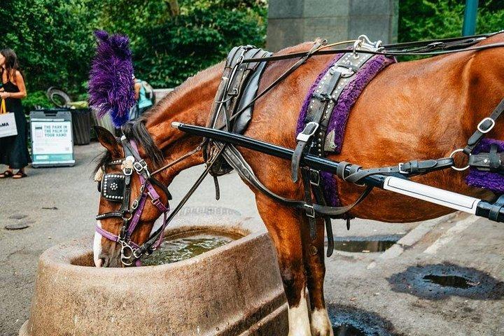 1965年以来の公式プライベートニューヨークシティセントラルパーク馬車ライド™