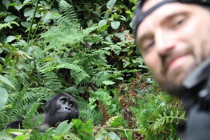 3 dages private Bwindi-gorillaer og vulkaner Golden Monkey Trek