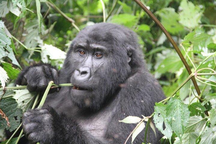 3 dages private Bwindi-gorillaer og vulkaner Golden Monkey Trek