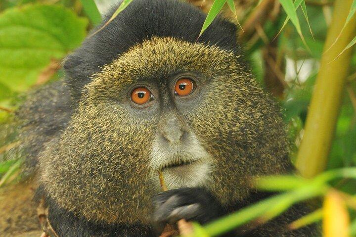 3 dages private Bwindi-gorillaer og vulkaner Golden Monkey Trek