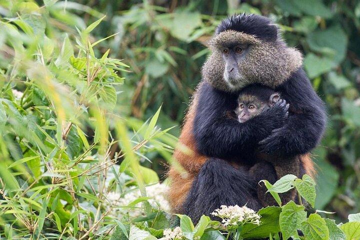 3 dages private Bwindi-gorillaer og vulkaner Golden Monkey Trek