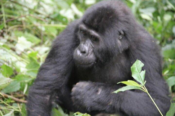 Excursión de 4 días a los monos dorados, los gorilas de Bwindi y los chimpancés