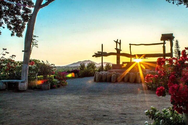 Ica Wine and Pisco Tasting Tour