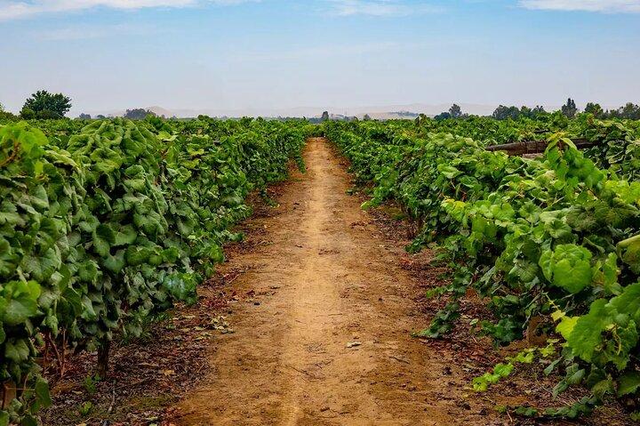 Ica : Wine & Pisco Tasting Tour - ワカチナ近郊のワインワード