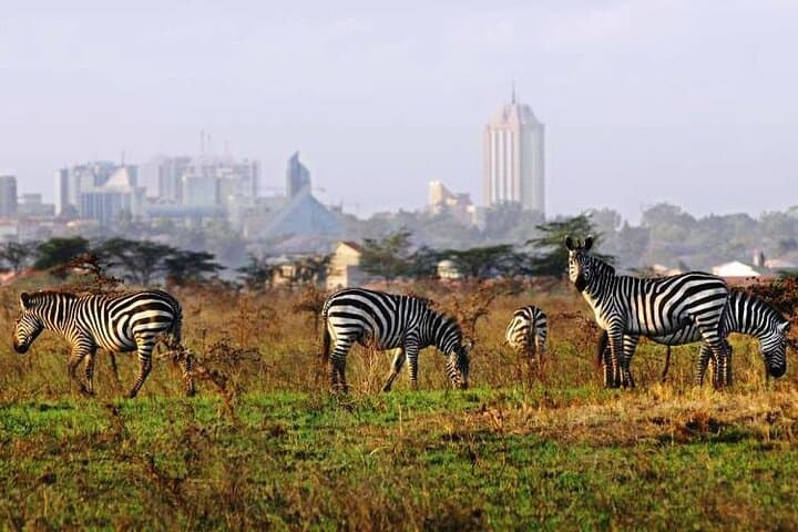 Full Day Tour Nairobi National Park, Giraffe Center ,Karen Blixen