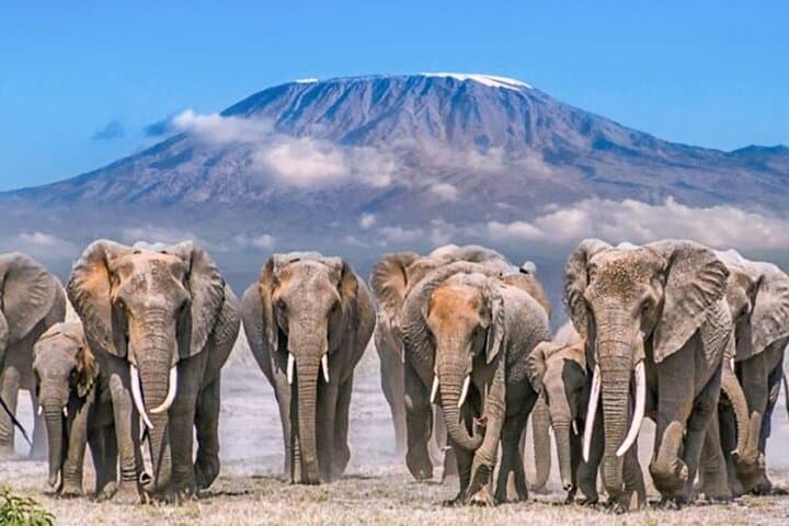 2 Days to Amboseli National Park and Masai Village Tour
