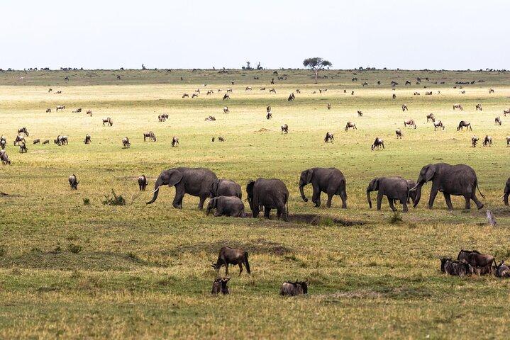 3 giorni dell'ottava meraviglia del mondo con il grande tour del Masai Mara