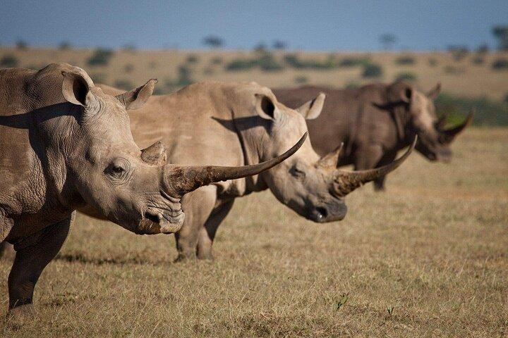 6-Day Amboseli, Nakuru, and Maasai Mara Safari on 4x4 Landcruiser