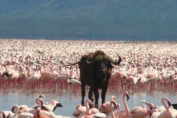 6 Days in Great Lakes of Kenya and Masai Mara Safari