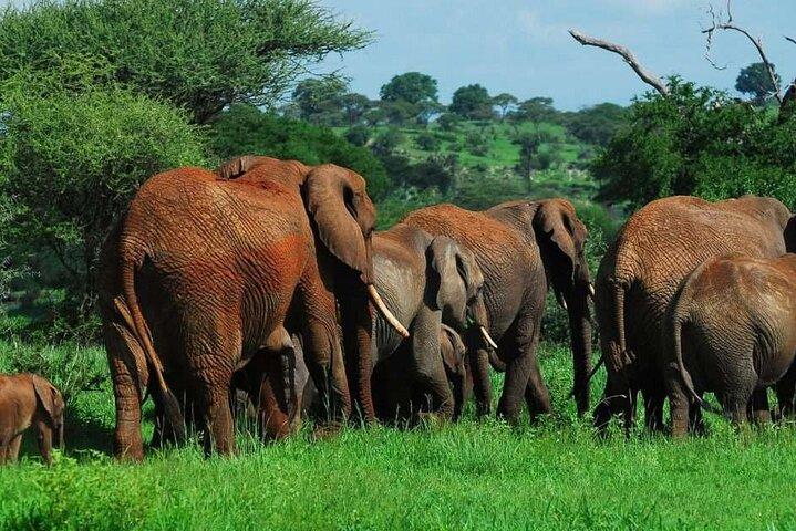 Tour de 4 días por Tarangire Serengeti y Ngorongoro