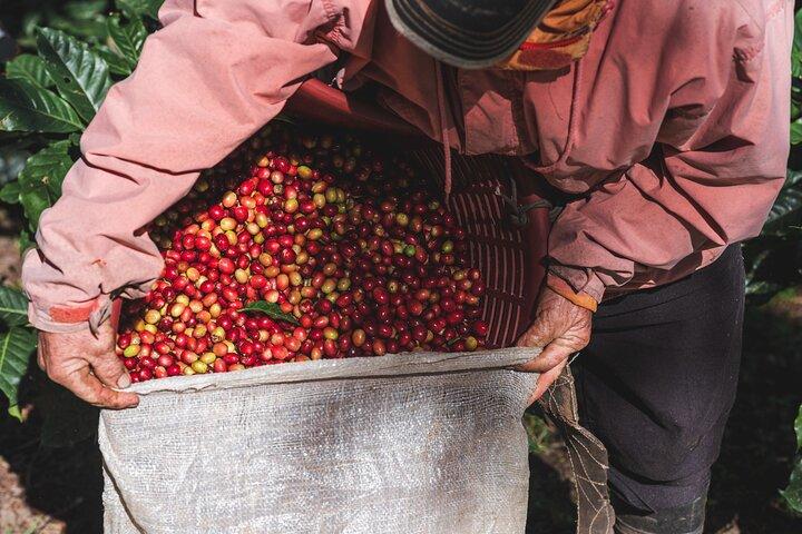 Lantliga kaffeprocesser inne i skogen med natttur