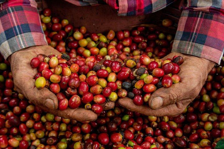 Autentisk upplevelse om kaffe, sockerrör och caco inne i skogen