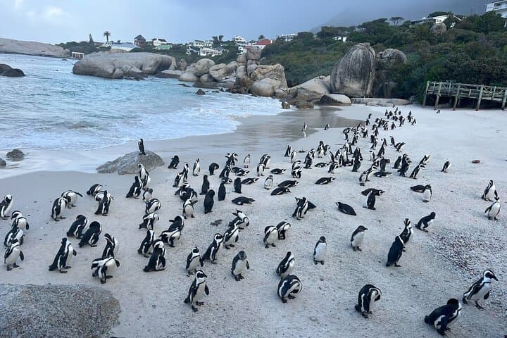 Scheduled Guided Tour to Table Mountain and Cape of Good Hope