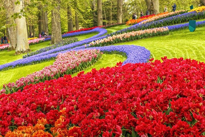 Keukenhof Tulip Gardens and Fields Tour From Amsterdam