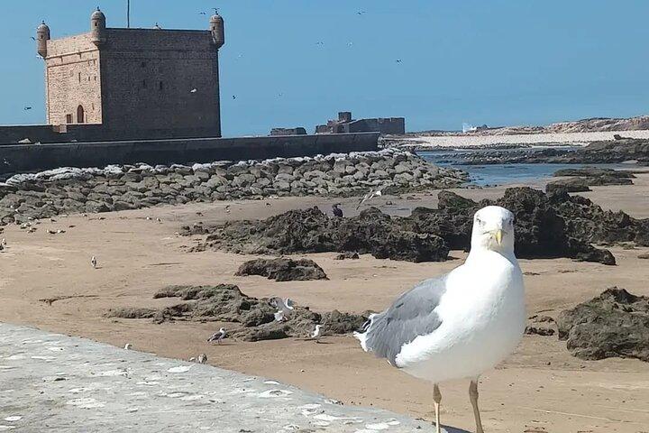 Essaouira-dagstur fra Marrakech