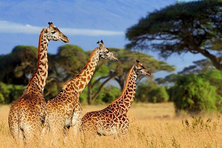 Giraffe Center, Nairobi National Museum and Kobe Beads Center