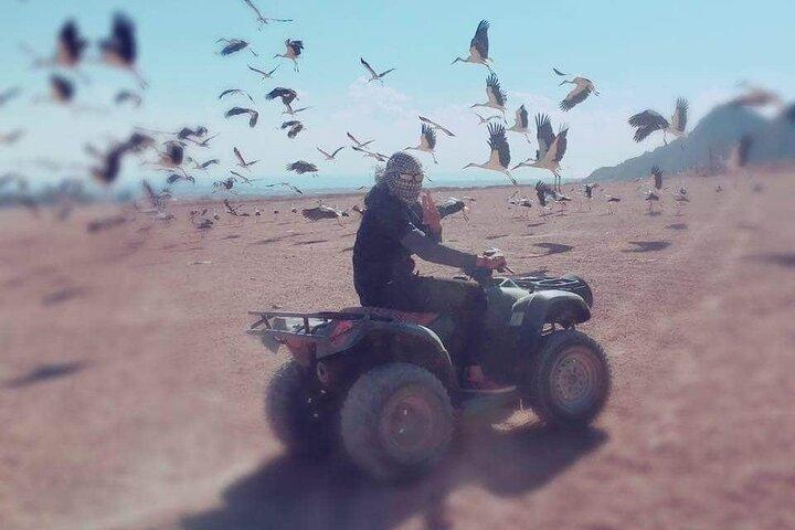 Safari in quad a Sharm El-Sheikh