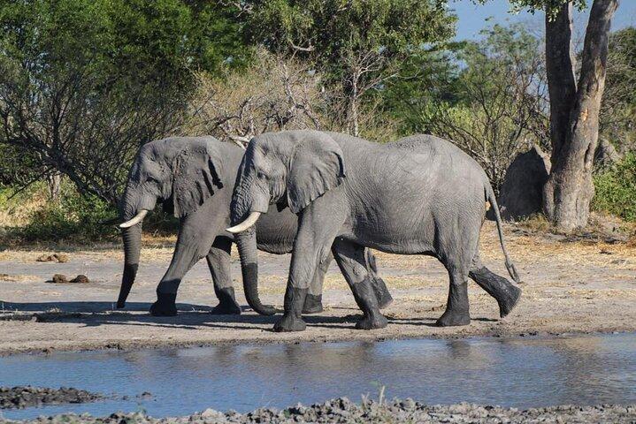Excursión de día completo a Moremi desde Maun