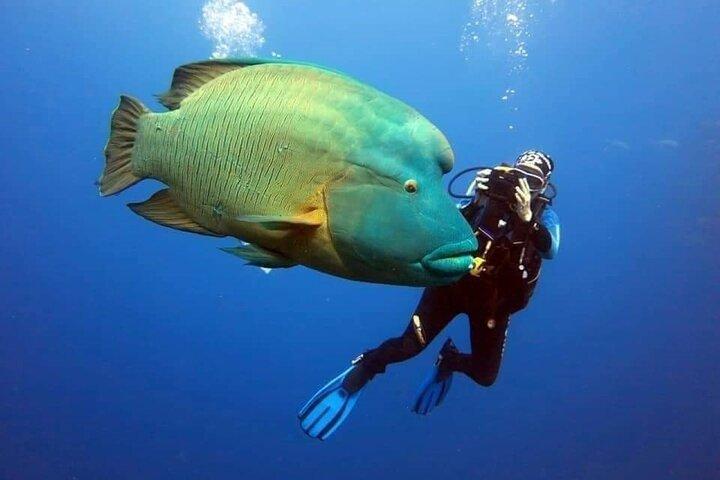 Sharm El Sheikh : Ras Mohammed, white Island, ダイビングボートトリップ