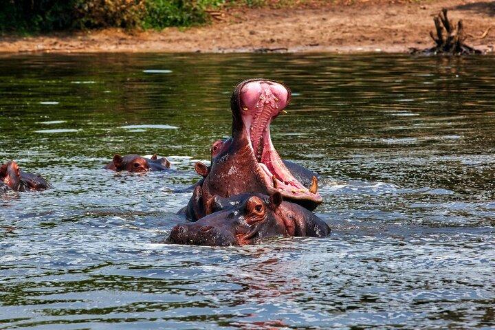 Afrikanische Wildtiersafari 7 Tage