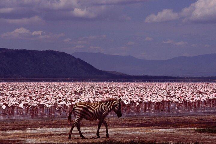 Afrikanische Wildtiersafari 7 Tage