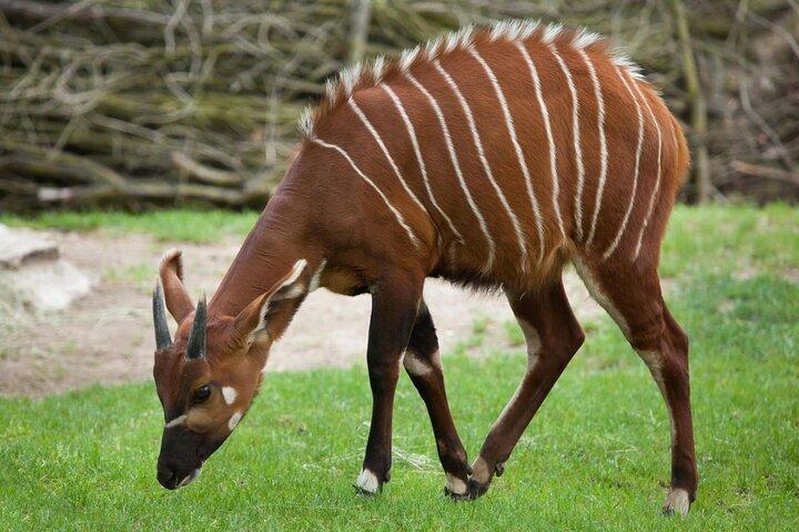 Afrikanische Wildtiersafari 7 Tage