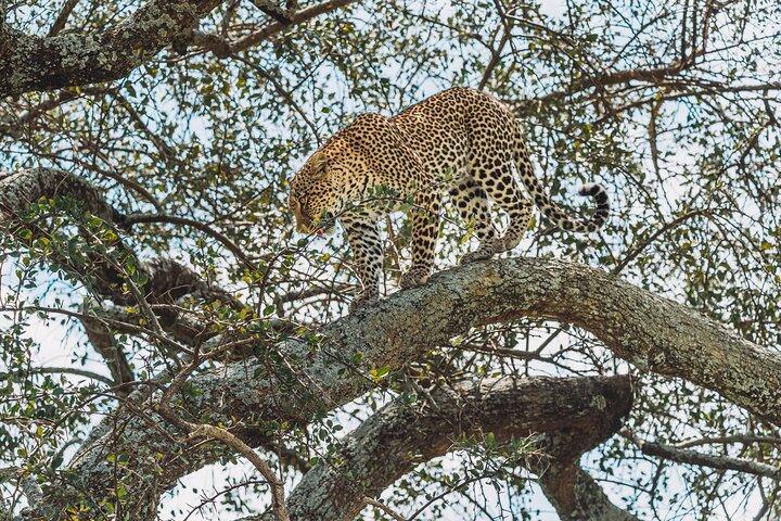 6-dages bedste safari i det nordlige Tanzania