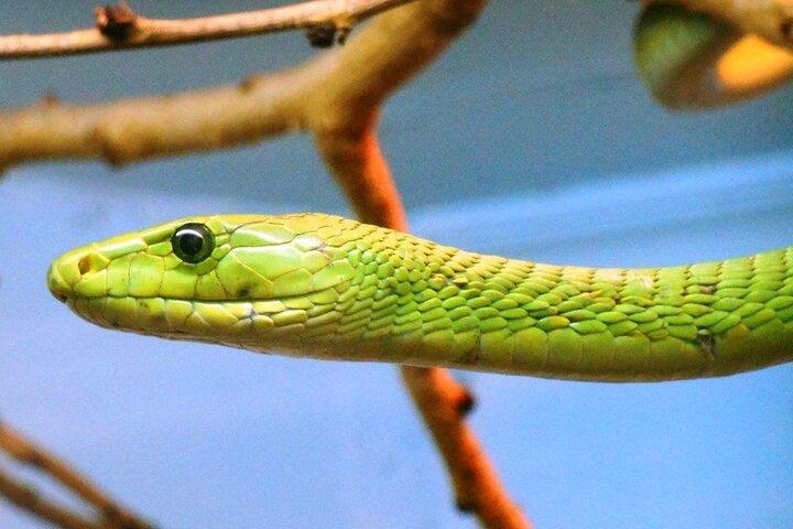 Excursão diurna guiada pelo Museu Nacional de Nairobi e Snake Park
