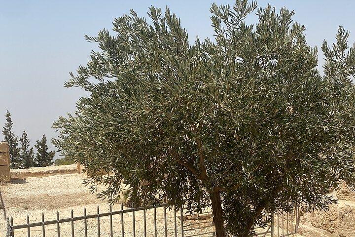 Von Amman: Gruppentagestour Madaba, Berg Nebo und Totes Meer nach Amman