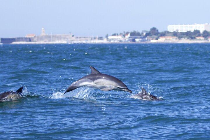 Lisbonne : Observation des dauphins avec biologiste marin – Petit groupe
