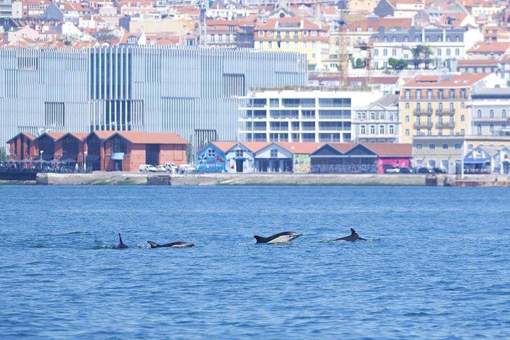 Lisbon: Dolphin Watching with Marine Biologist – Small Group