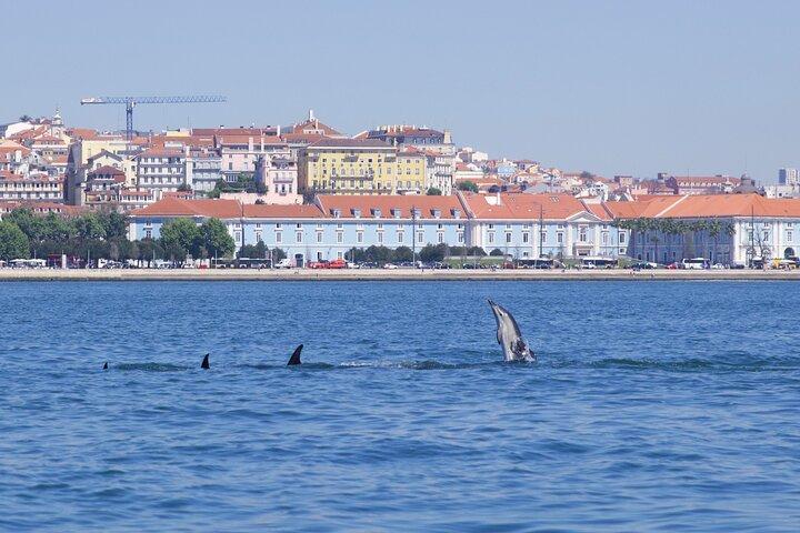 Lisbon: Dolphin Watching with Marine Biologist – Small Group