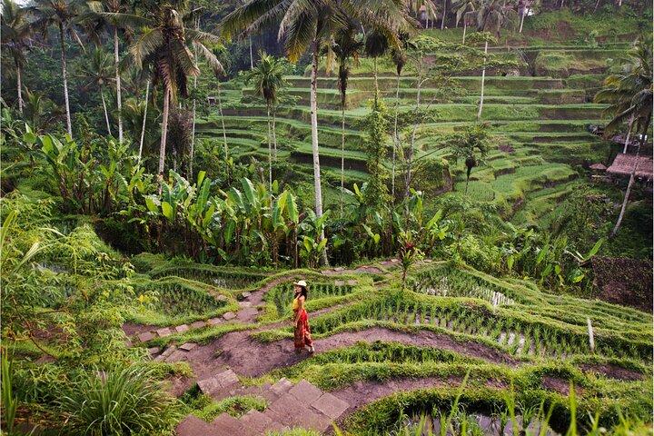 Les meilleures attractions d'Ubud: chutes d'eau, temples et rizières en terrasses