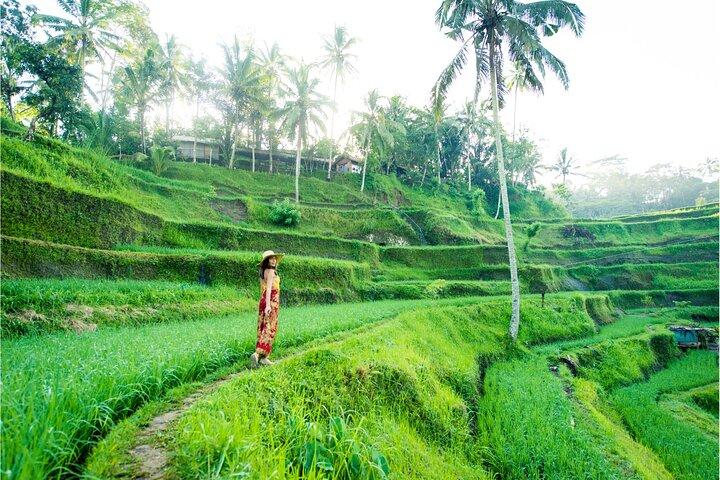 Les meilleures attractions d'Ubud: chutes d'eau, temples et rizières en terrasses