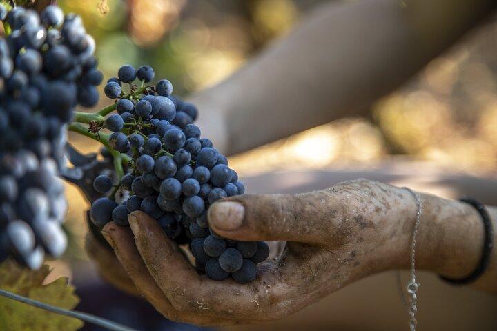 Heldags privat vintur i Côte de Nuits
